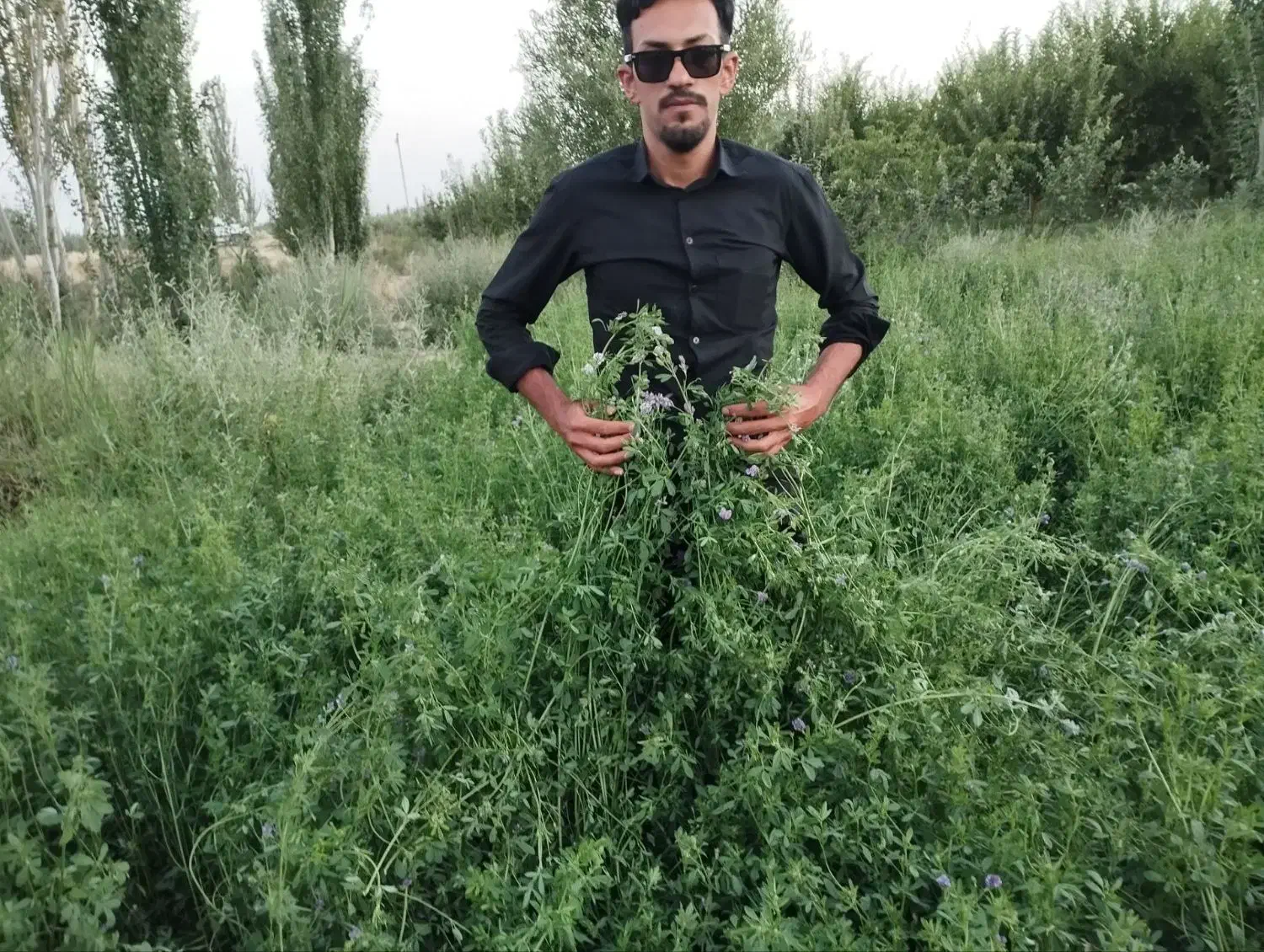 ارایه بذر یونجه با راندمان بالا|خدمات باغبانی و درختکاری|تهران, آبشار|دیوار