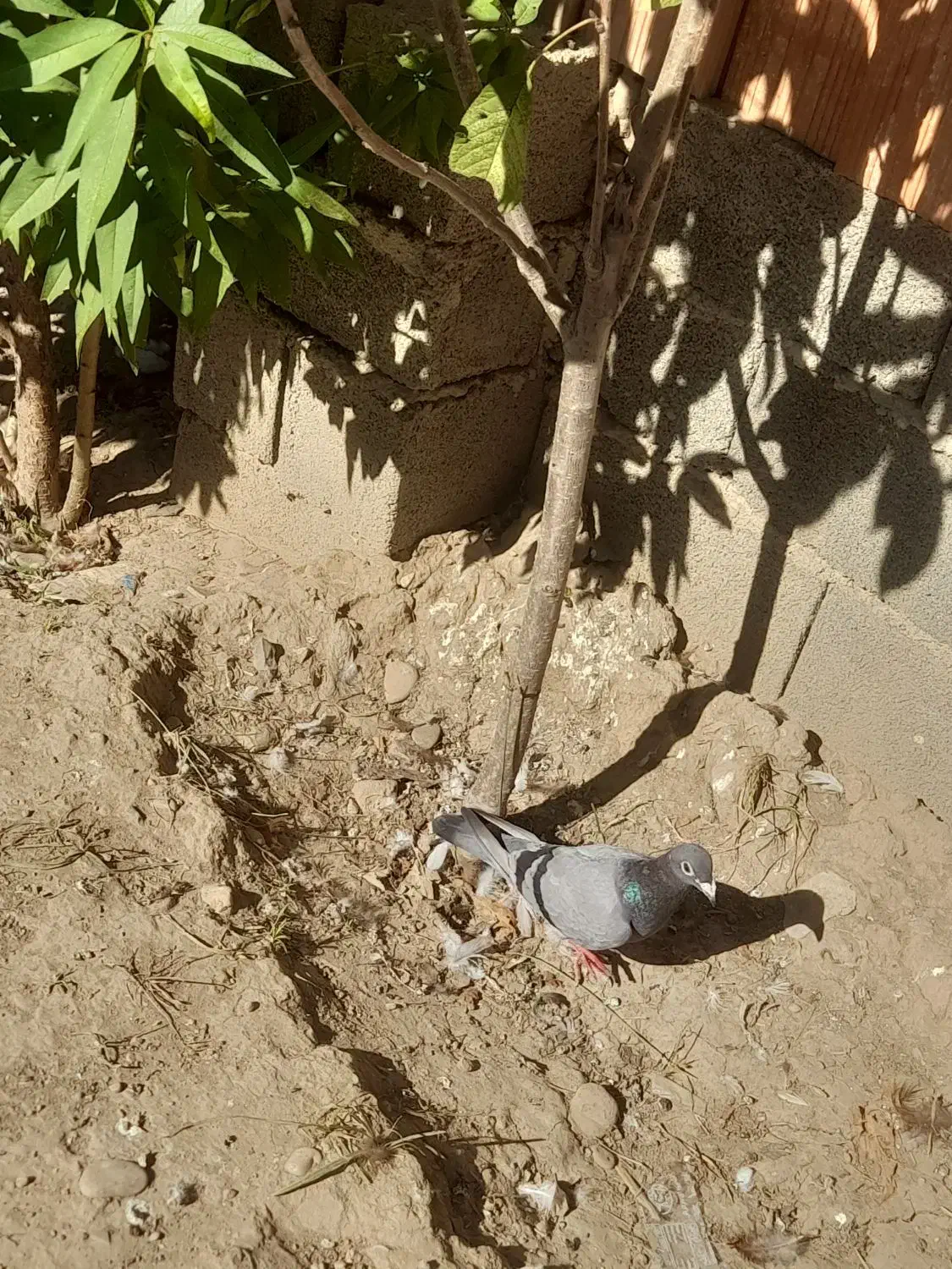 سبز دوخط وچاپی جوانه جهت معاوضه باآلمانی نر|پرنده|مینودشت, |دیوار