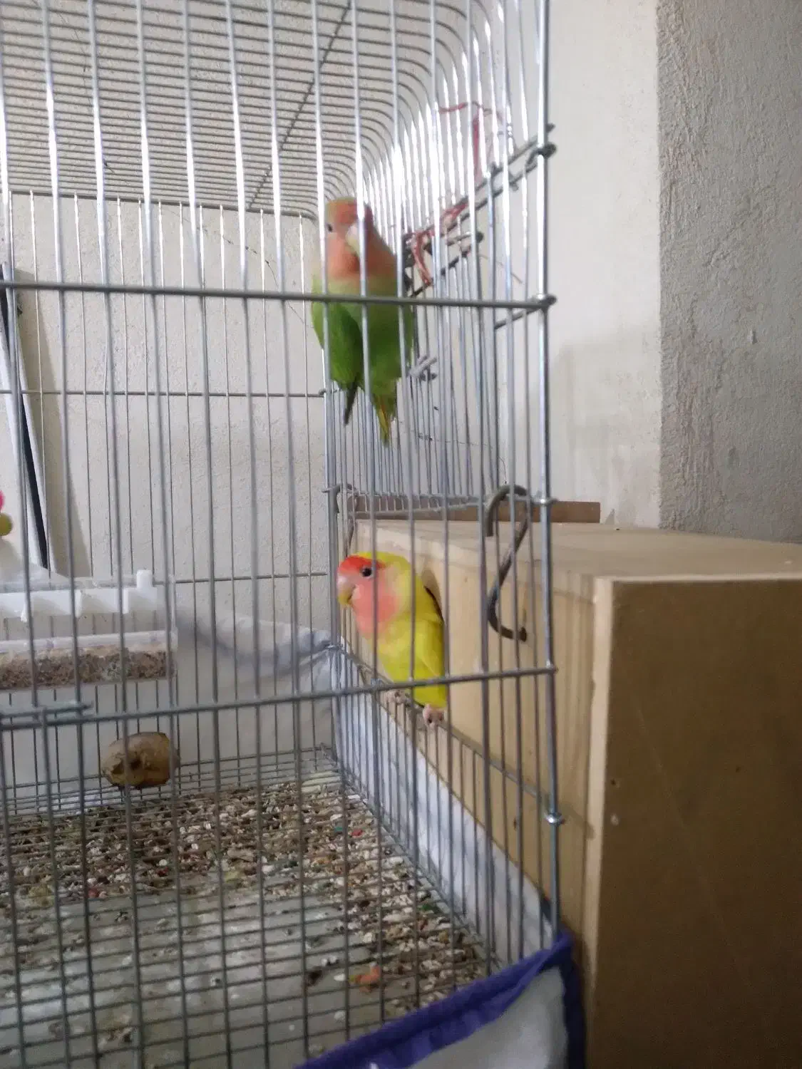 یه جفت طوطی برزیلی مولد|پرنده|کنگاور, |دیوار