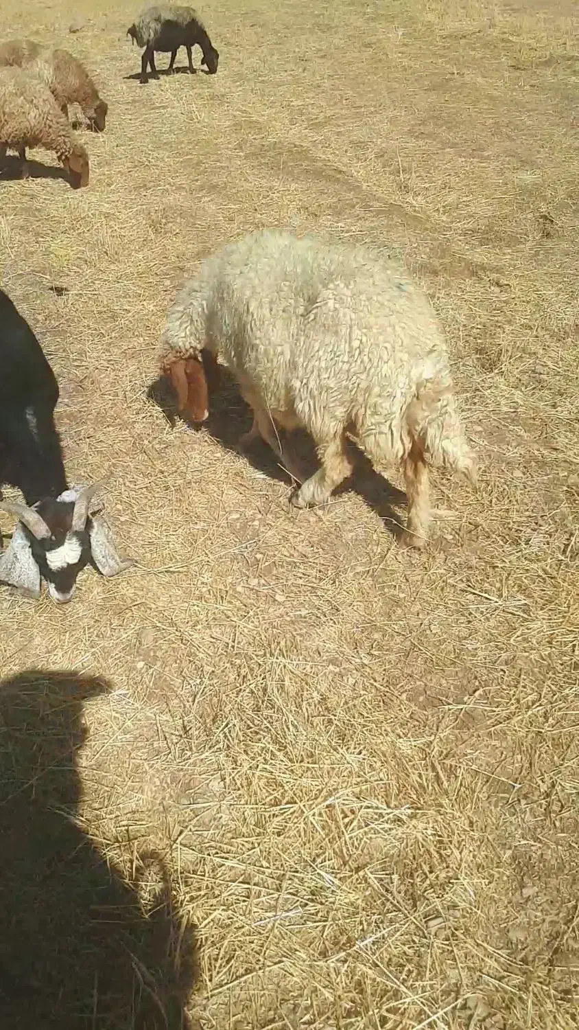 میش با بره ۵ملیون|حیوانات|سیوان, |دیوار