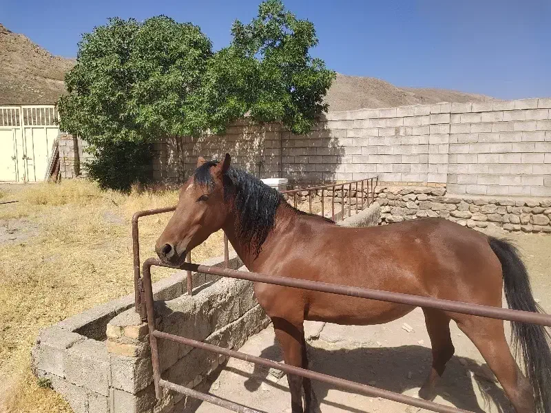 اسب کرد|اسب و تجهیزات اسبسواری|خوانسار, |دیوار