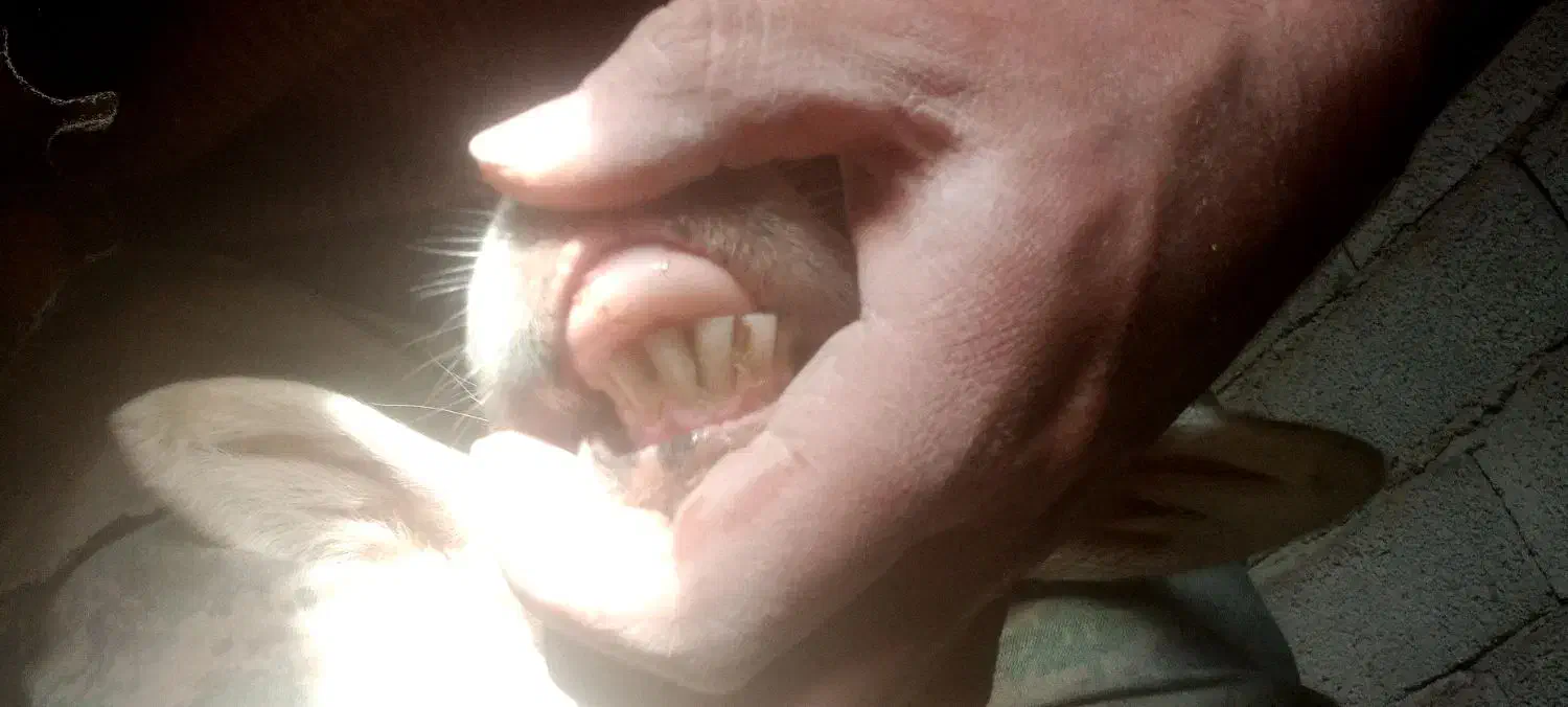 بره با کوسفند|حیوانات مزرعه|مشگین شهر, |دیوار