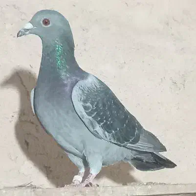 کبوتر|پرنده|اصفهان, کوی امیریه|دیوار