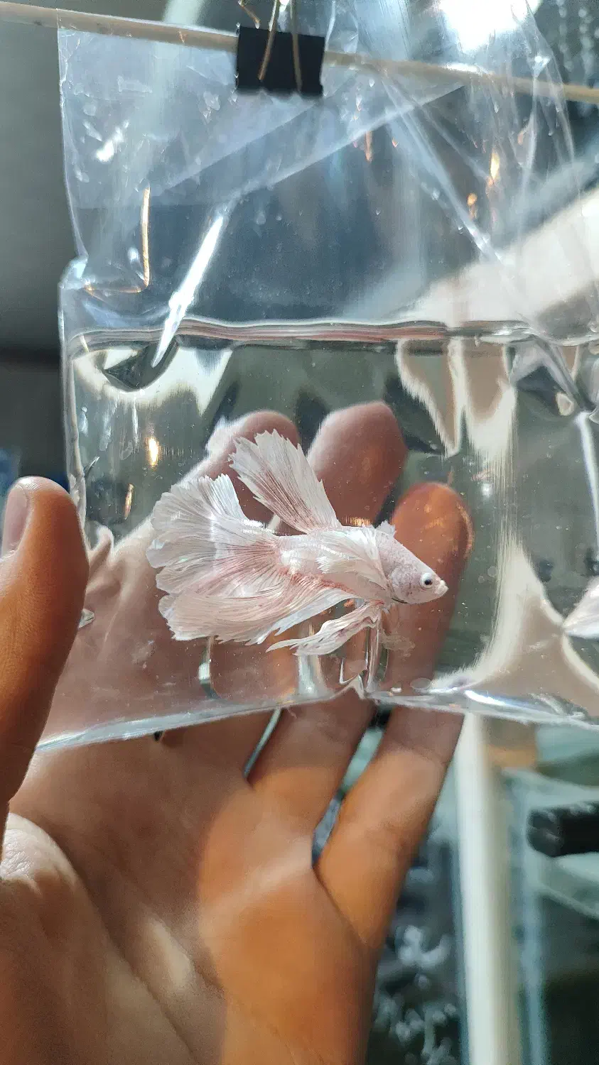 ماهی فایتر های جفت خورده و بالغ برای تکثیر|ماهی|مشهد, ولیعصر (شهرک غرب)|دیوار