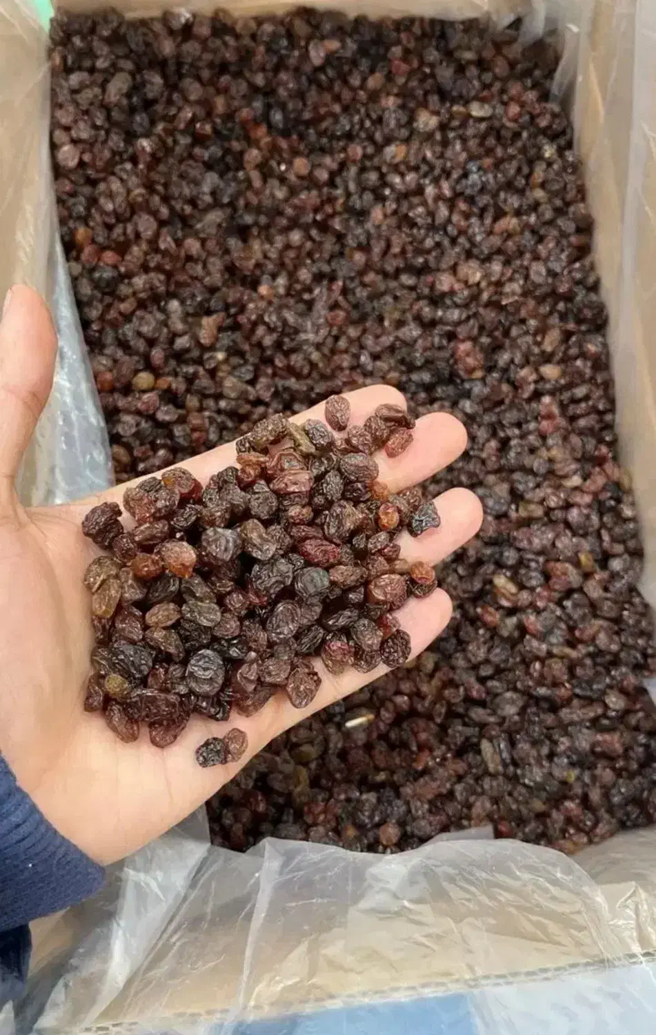 کشمش درجه یک تاکستان|عمده‌فروشی|تهران, هاشمی|دیوار