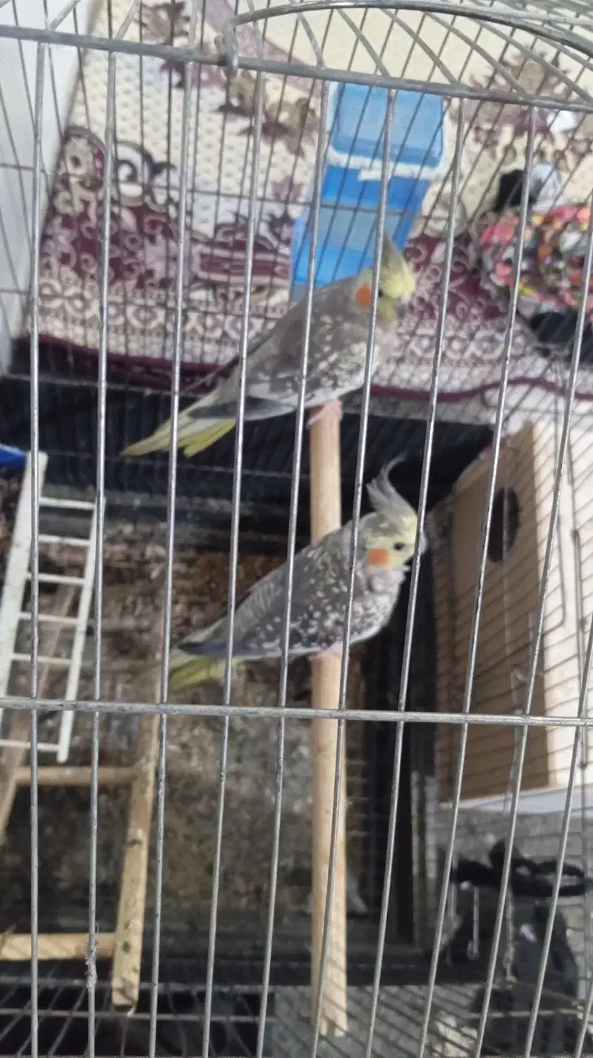 جفت عروس شرط تخم|پرنده|شادگان, |دیوار