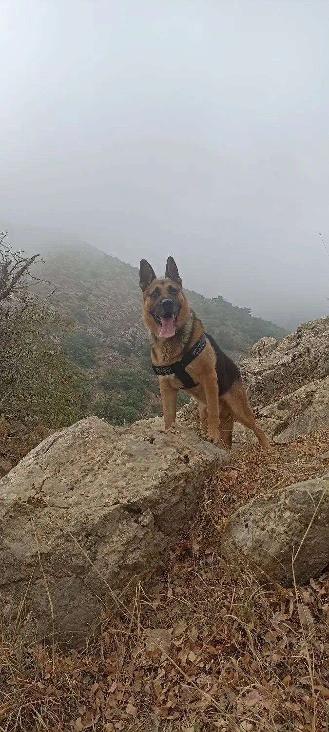 سگ ژرمن|سگ|آشخانه, |دیوار