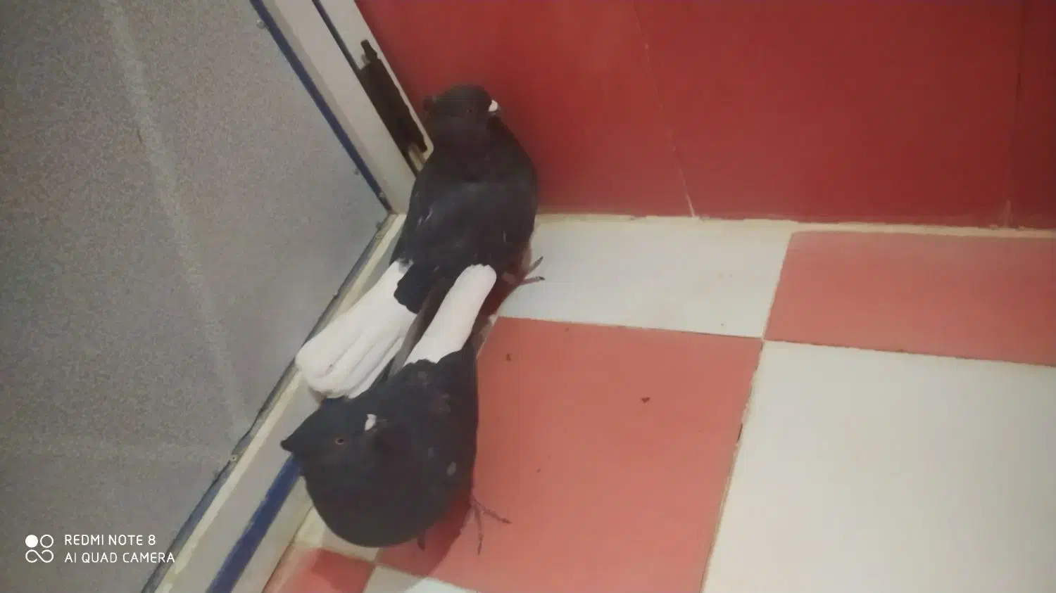 یک جفت کبوتر سیاه دمسفید اشعل|پرنده|دهدشت, |دیوار