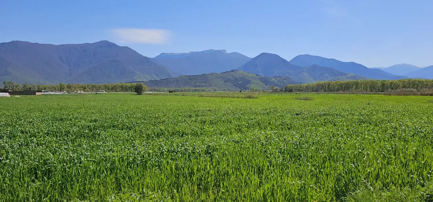 بذر کاهو|گل و گیاه طبیعی|خان ببین, |دیوار