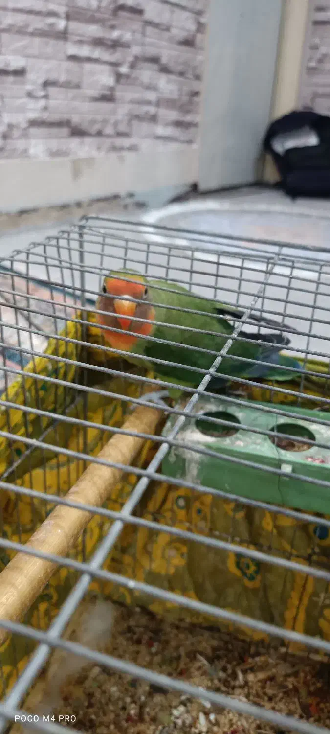 طوطی برزیلی|پرنده|رباطکریم, مسکن مهر آبشناسان|دیوار