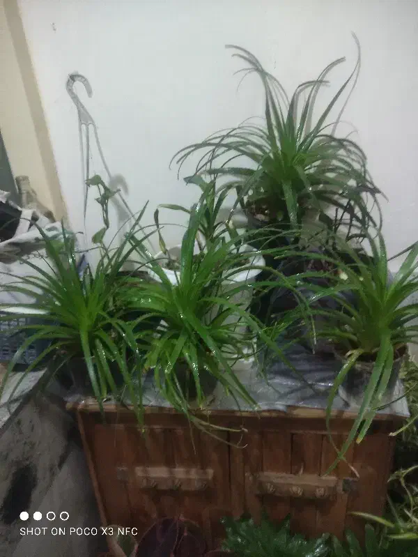 حراج گل|گل و گیاه طبیعی|اصفهان, پوریای ولی|دیوار