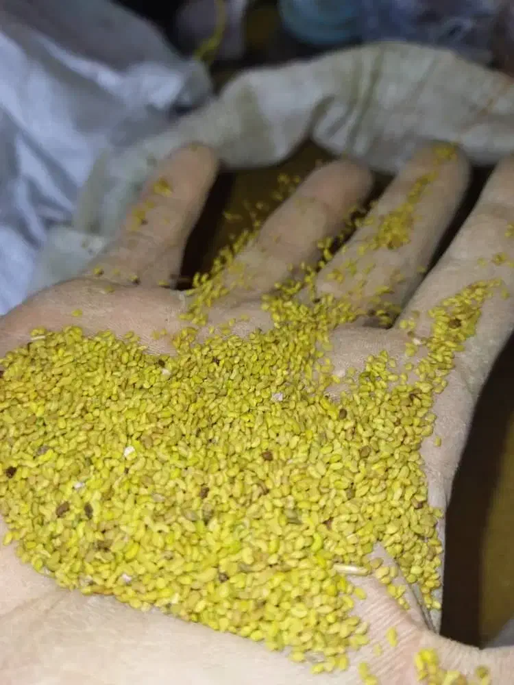 بذر یونجه|گل و گیاه طبیعی|خسروشاه, |دیوار