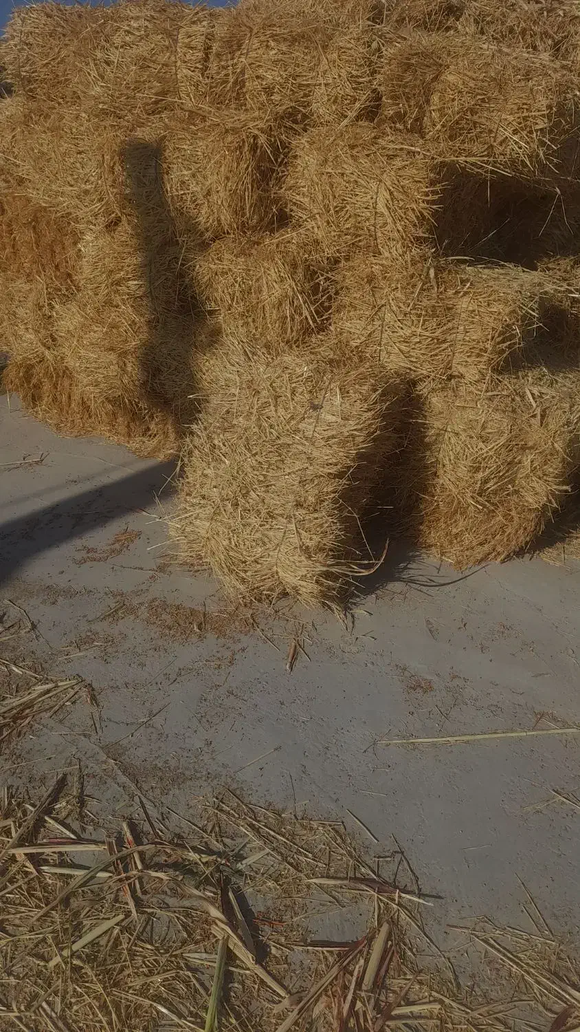 علوفه بسته بندی شده|عمدهفروشی|میانه, |دیوار