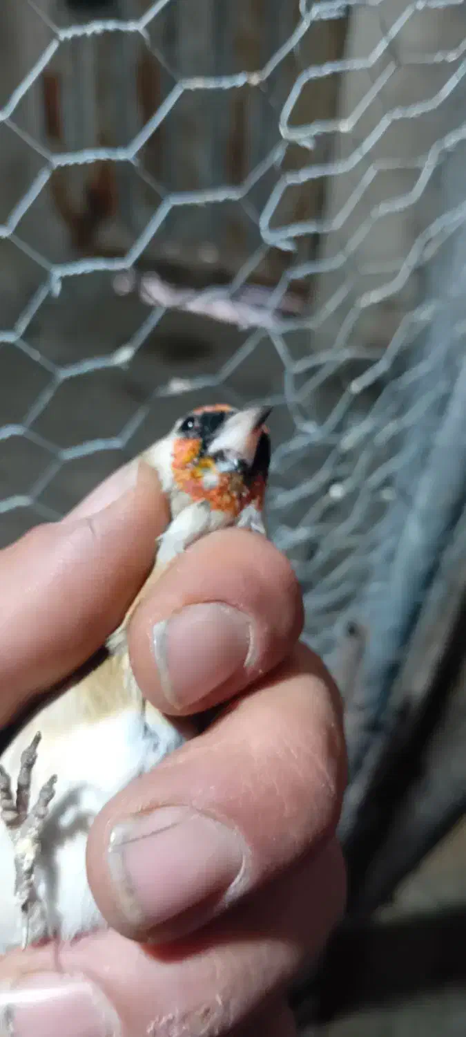 سره هر دو ماده هستند|پرنده|صوفیان, |دیوار