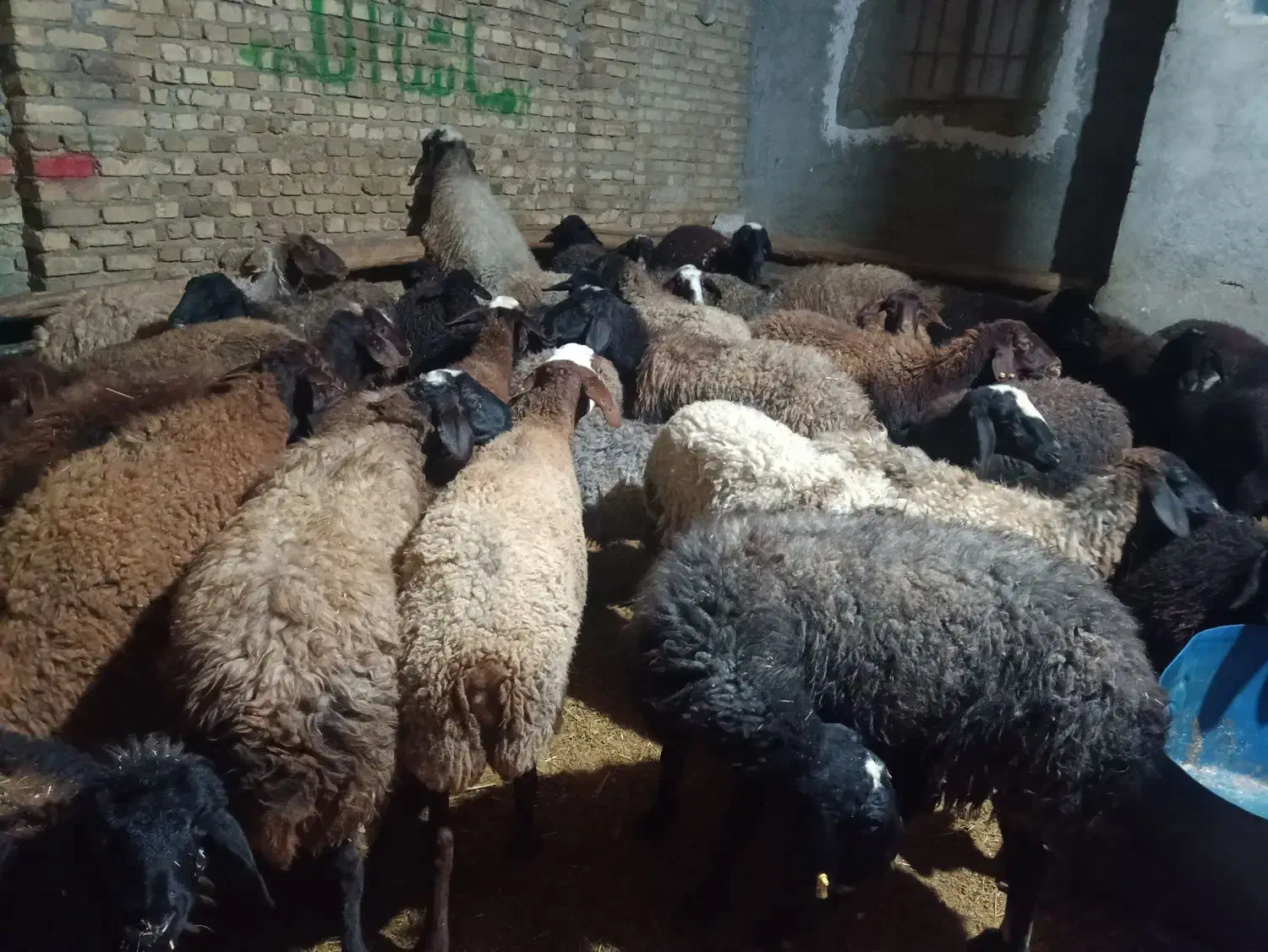 گوسفند جوان آبستن|حیوانات مزرعه|قزوین, |دیوار