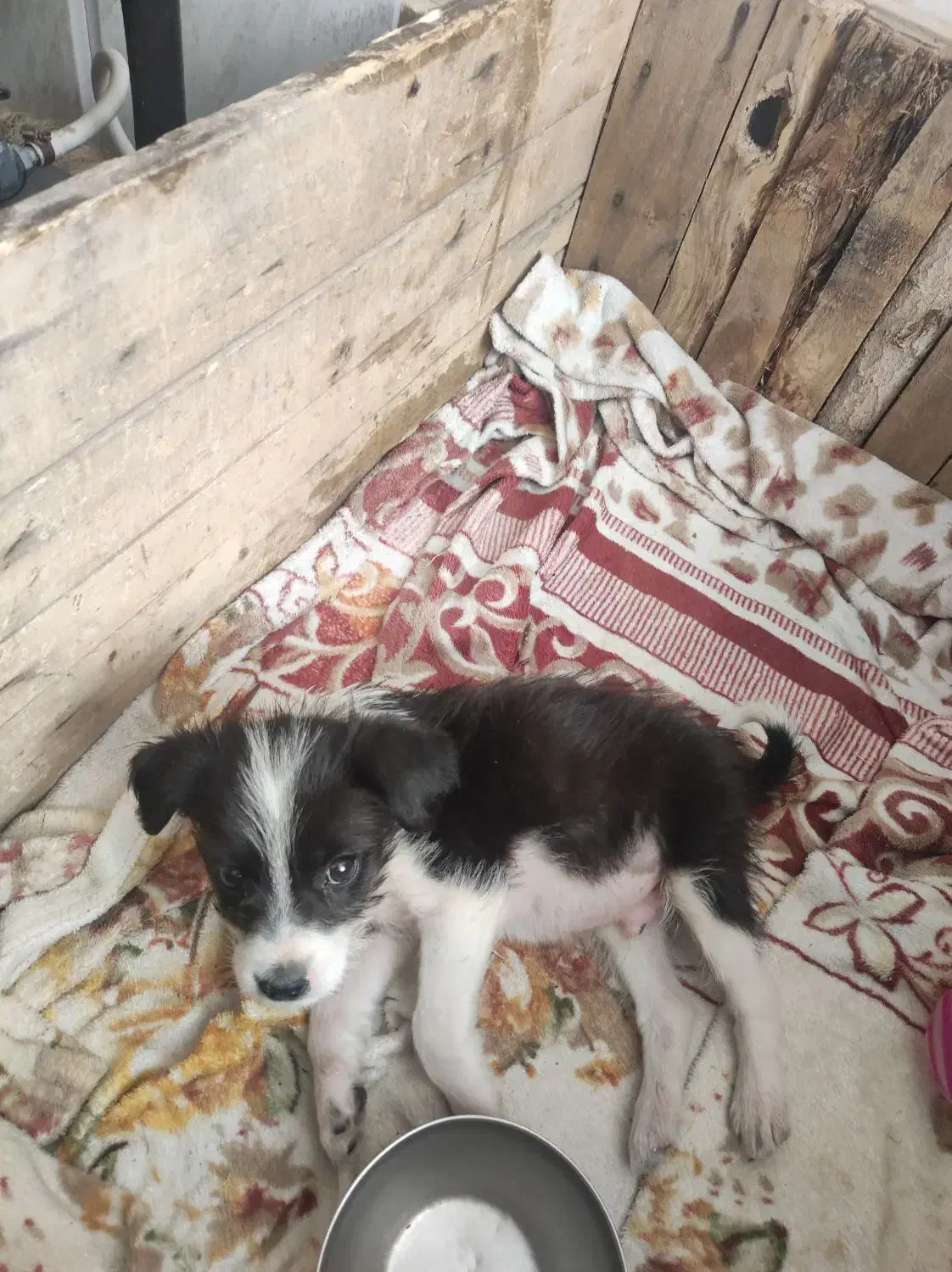 سگ پاکوتاه|سگ|سبزوار, شهرک ابوذر|دیوار