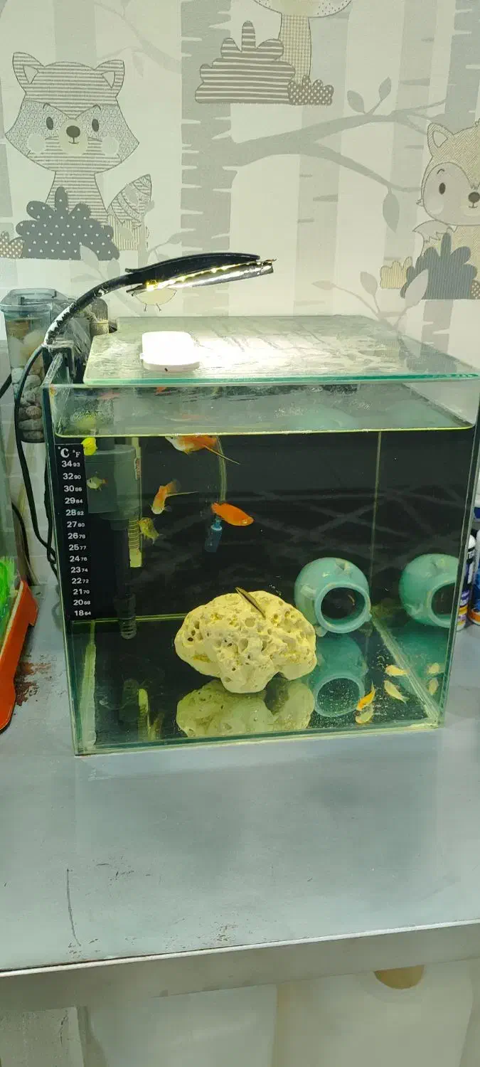 آکواریوم ۳۰ لیتری|ماهی|هشتگرد, فاز ۲ مهستان|دیوار