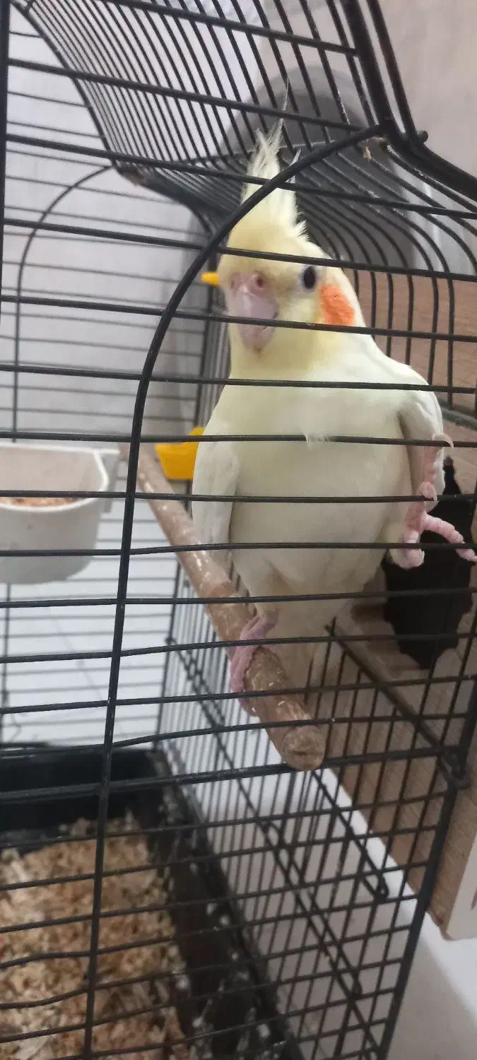 یه جفت عروس هلندی|پرنده|محلات, |دیوار