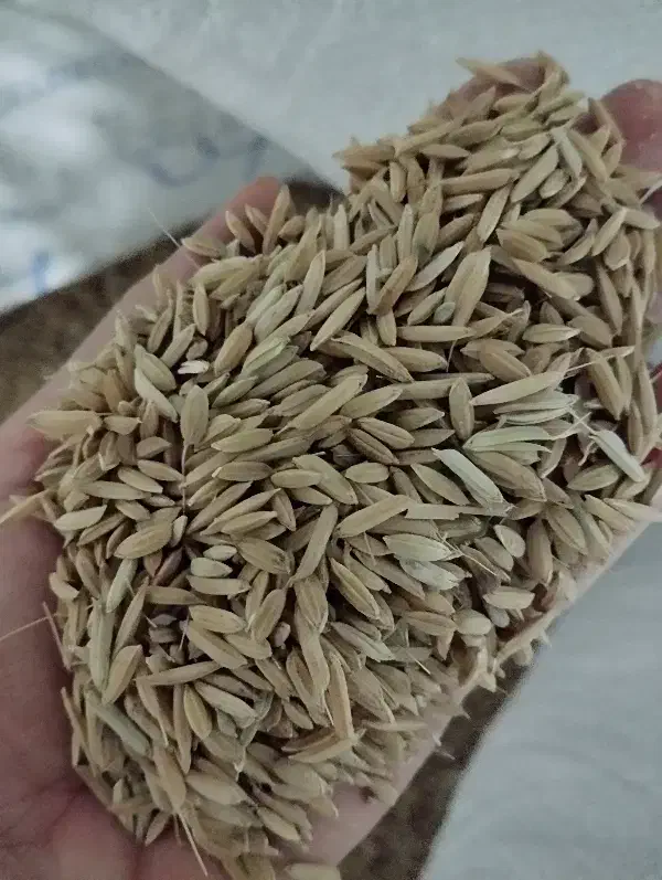 چلتیک خشک|خوردنی و آشامیدنی|دوگنبدان, |دیوار