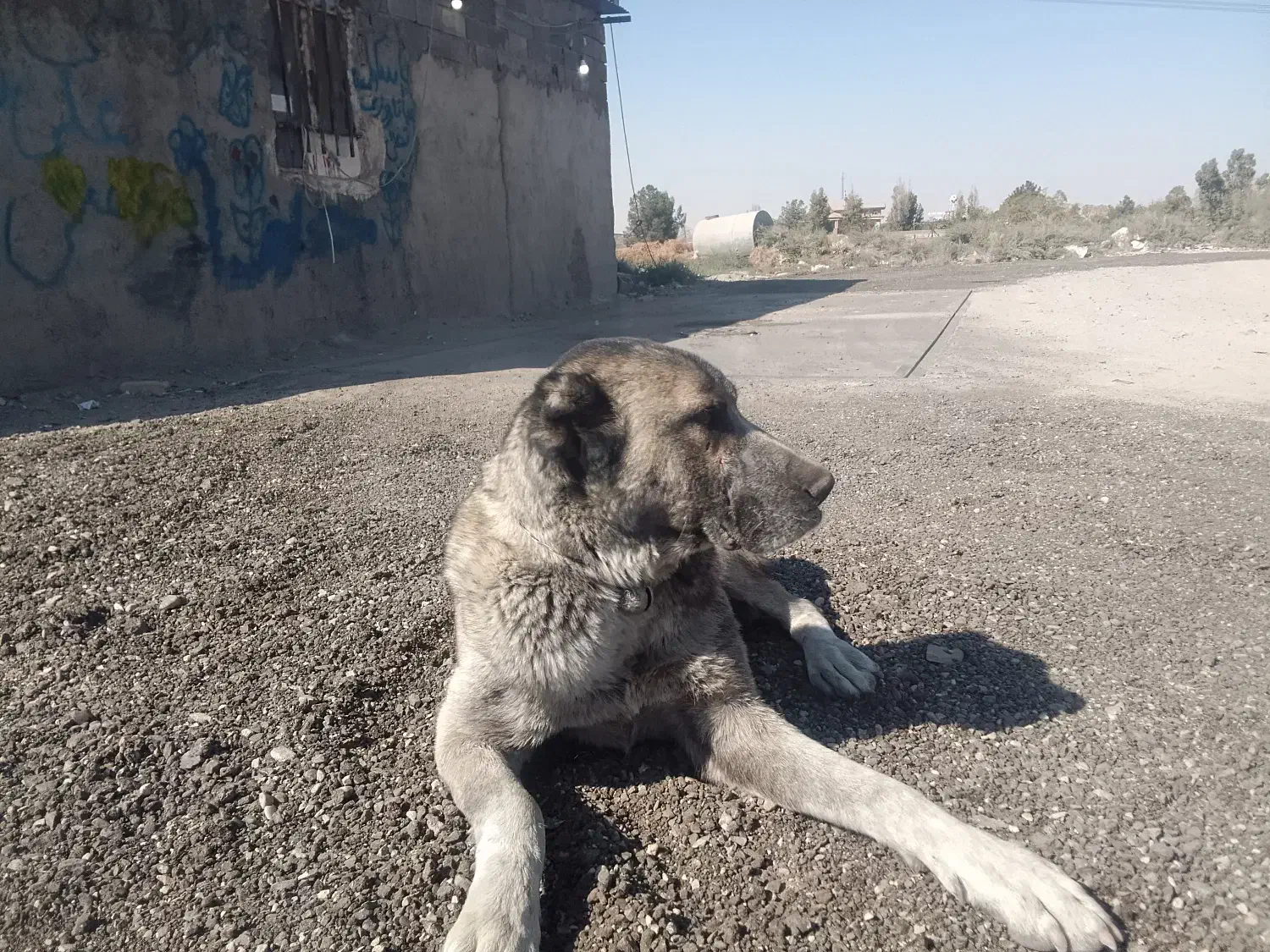 سگ افغانی ماده خطری|سگ|تهران, دکتر هوشیار|دیوار