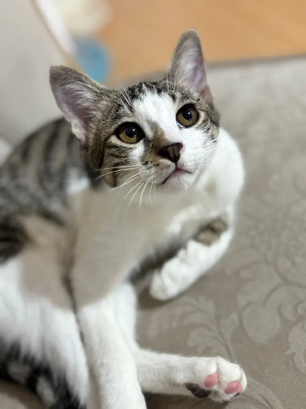 واگذاری گربه نر|گربه|رشت, معلم|دیوار