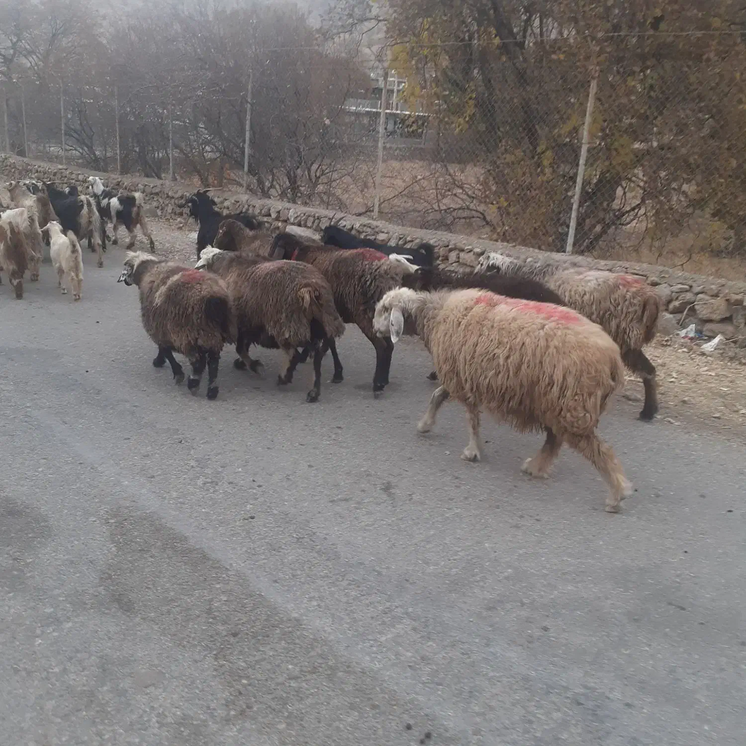 ۷عدد میش ابستن و ۱ کاوه قوچ افشار|حیوانات مزرعه|پاتاوه, |دیوار