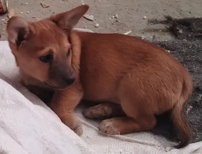 گوشی|موبایل|گرگان, |دیوار