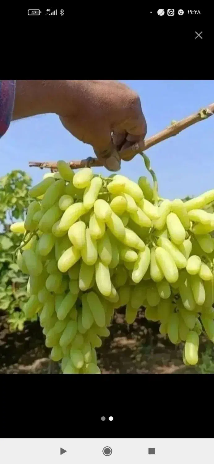 هرس درخت انگور وغیره|خدمات باغبانی و درختکاری|بیرجند, |دیوار