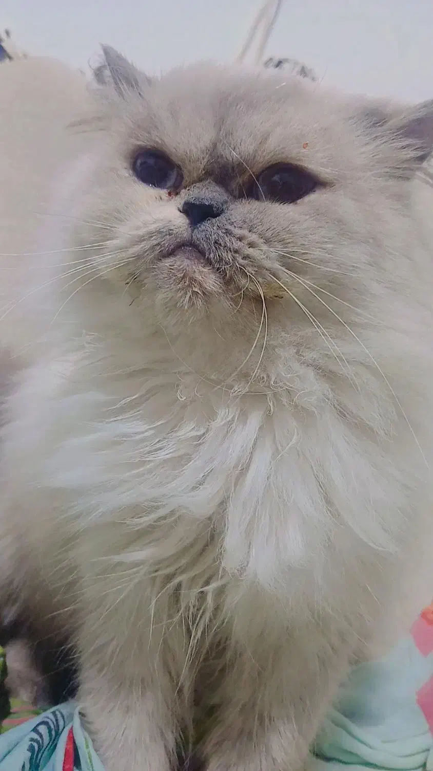 گربه پرشین|گربه|گرگان, |دیوار