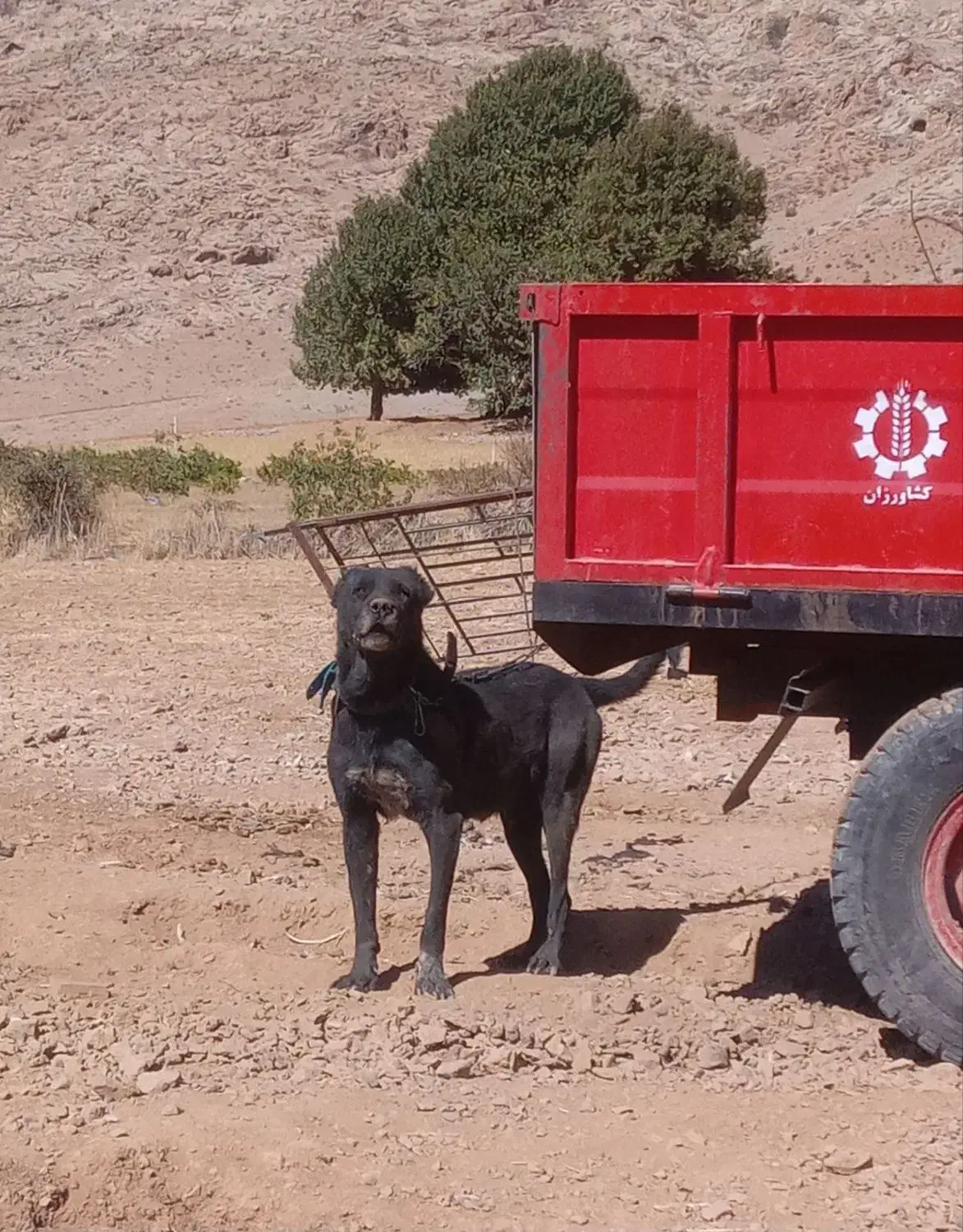 سگ سرابی|سگ|کامیاران, |دیوار