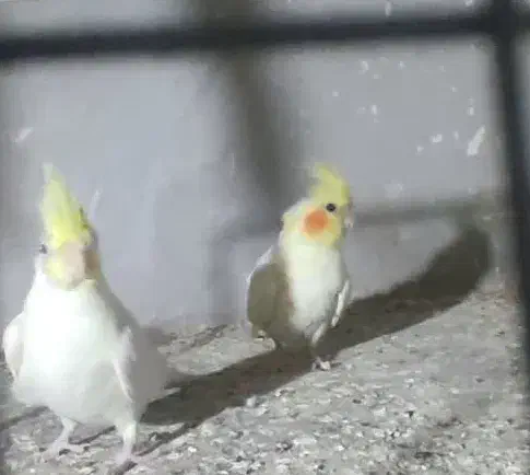 عروس هلندی|پرنده|زاویه, |دیوار