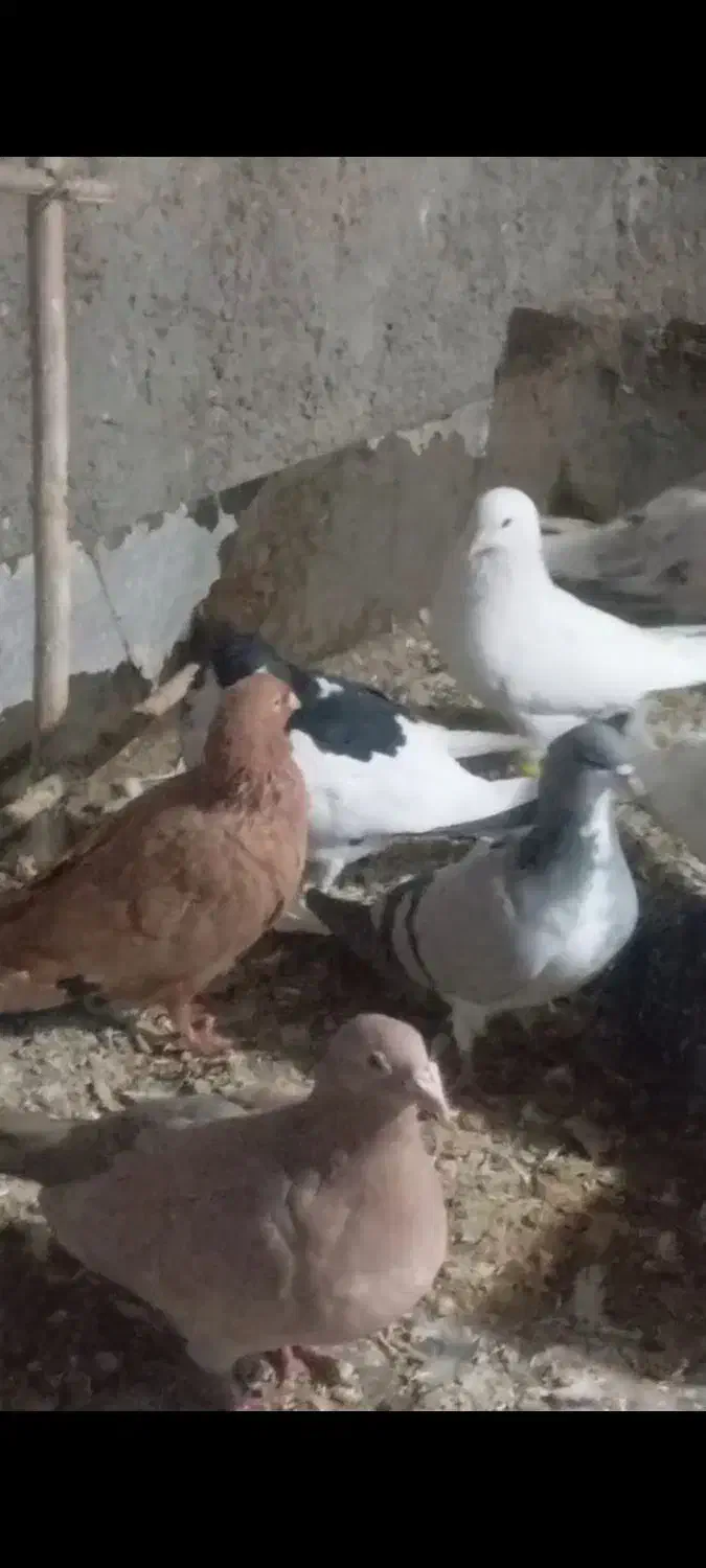 ۲۲ عدد کبوتر پرشی|پرنده|بشاریات, |دیوار