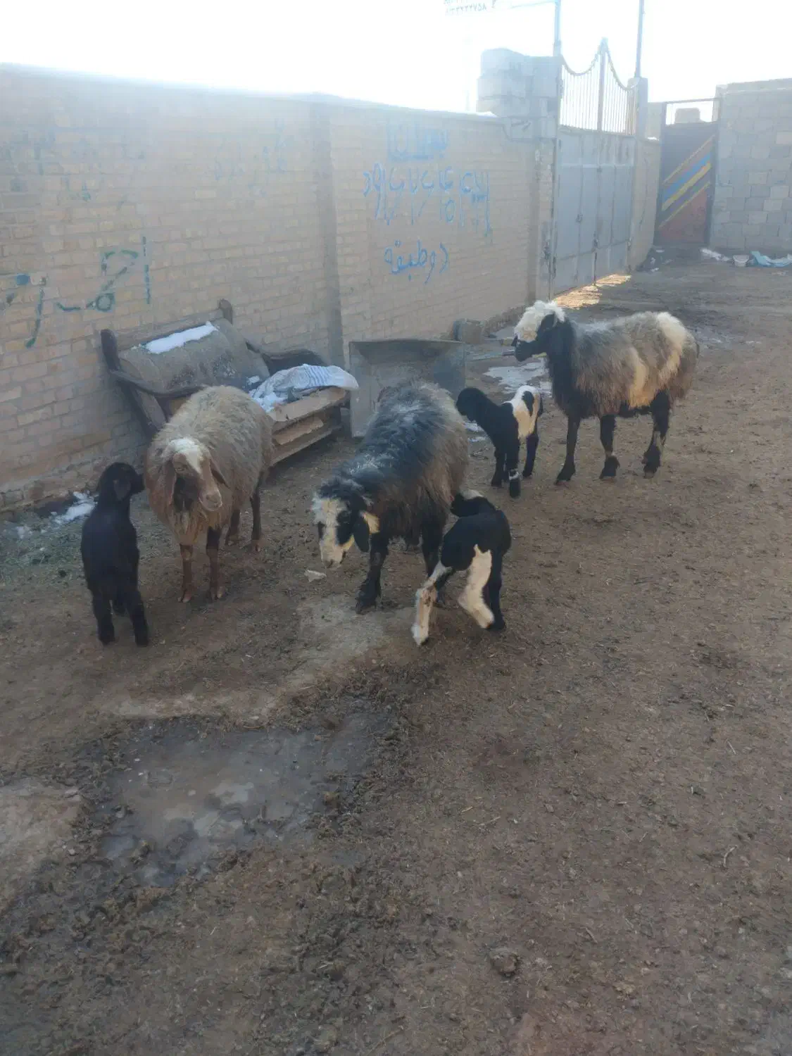 میش بره|حیوانات مزرعه|نجفآباد, یزدانشهر|دیوار