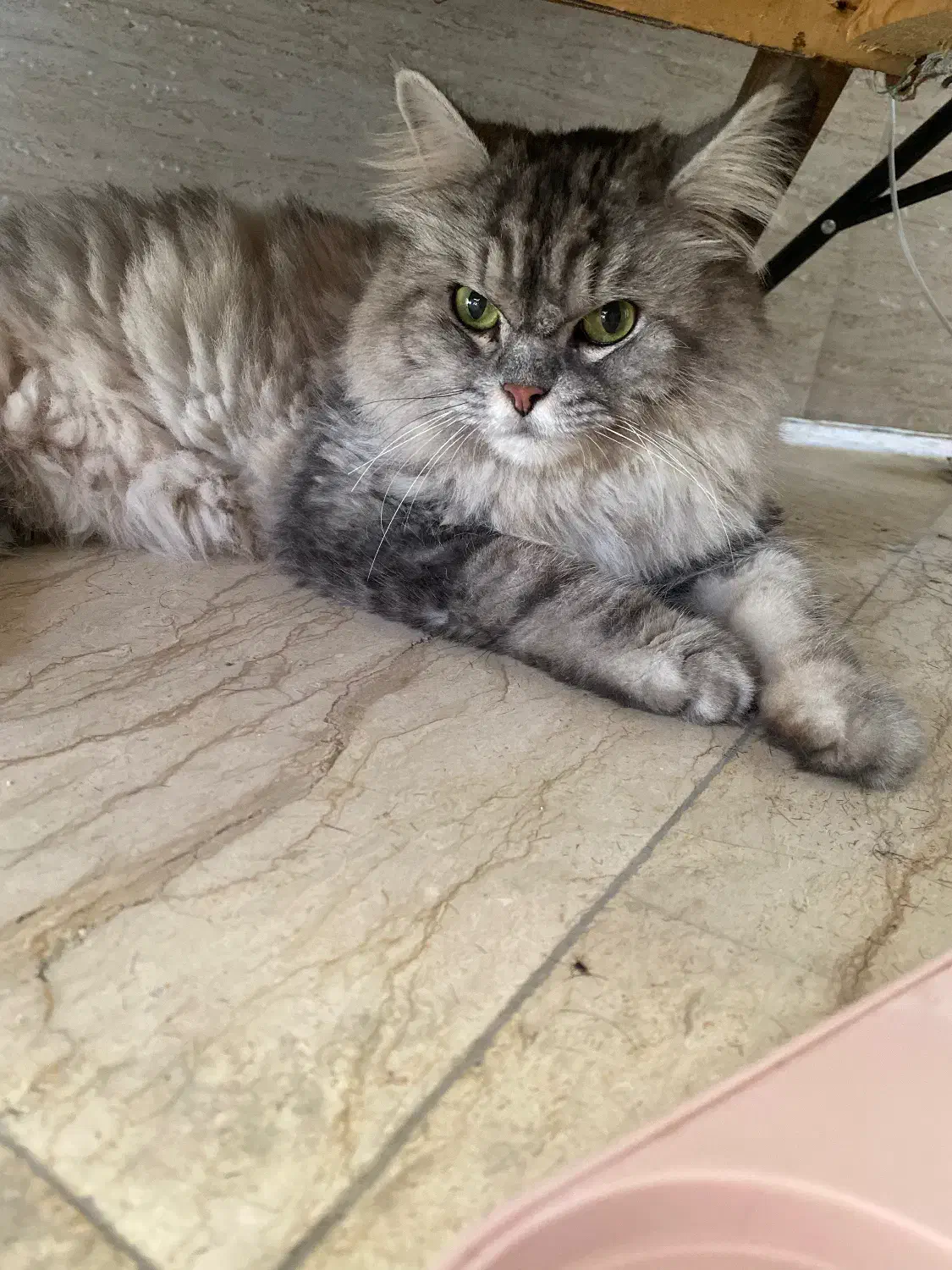 گربه خاص نژاددار|گربه|ساری, |دیوار