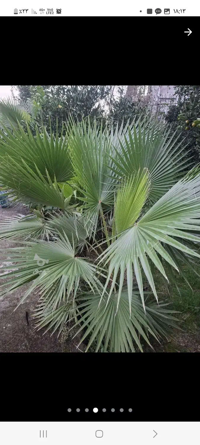 نهال پالم|گل و گیاه طبیعی|آمل, |دیوار