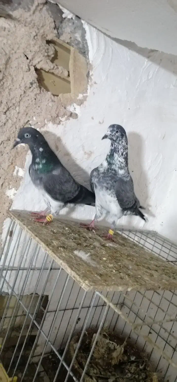 جفت کبوتر چپرا|پرنده|میناب, |دیوار