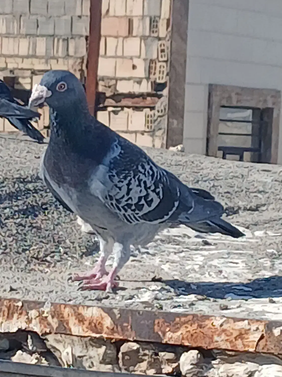 کفتر بیرجند|پرنده|مشهد, شهید قربانی|دیوار