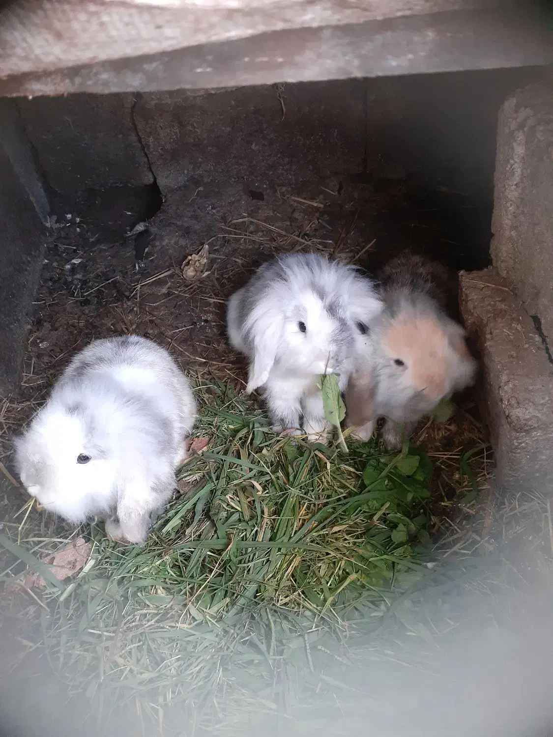 تعدادی خرگوش لپ همه یک سال به بالا همه ماده میباشد|موش و خرگوش|کوچصفهان, |دیوار