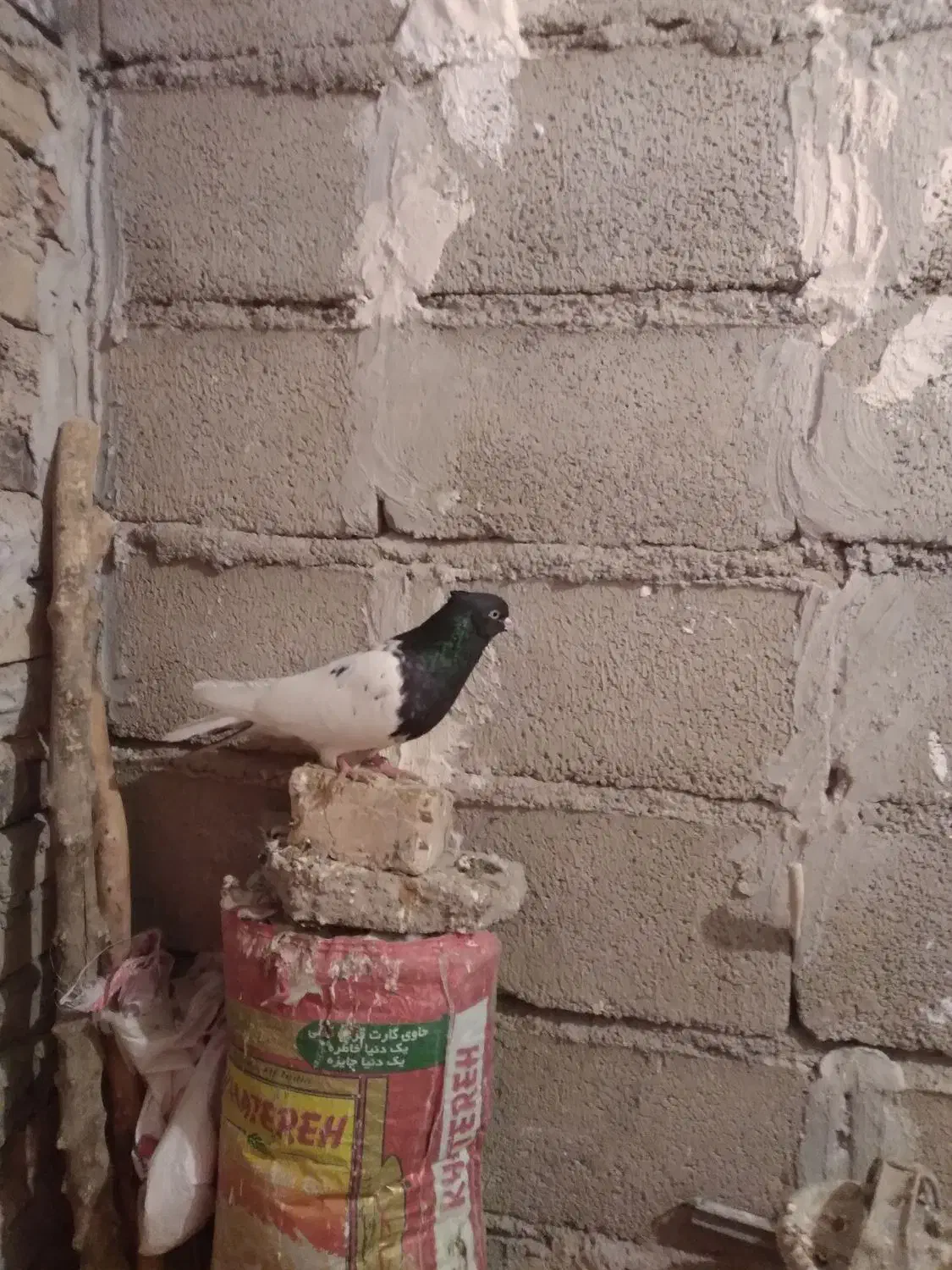 کله سیاه|پرنده|بیرانوند, |دیوار