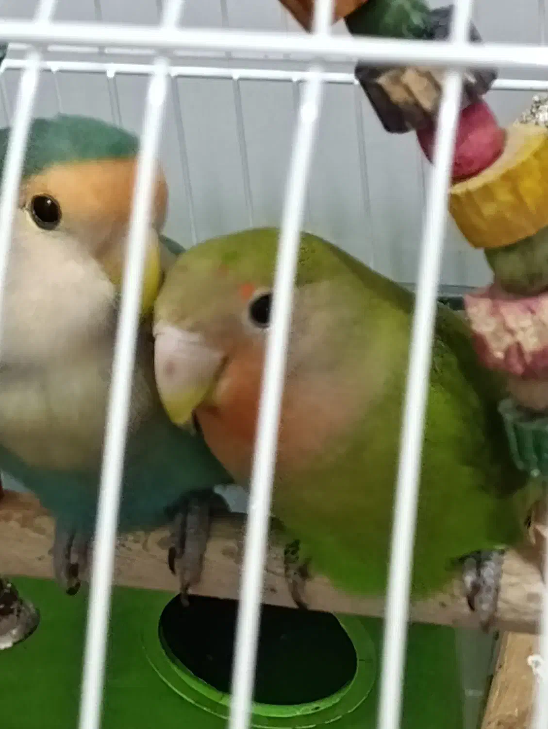 طوطی برزیلی|پرنده|شوش, |دیوار