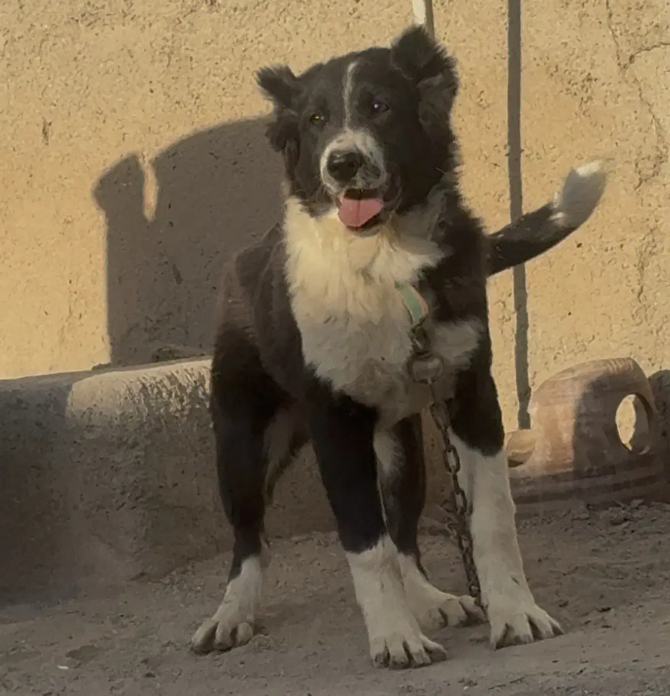 سگ توله قدرجونی|سگ|باقرشهر, |دیوار