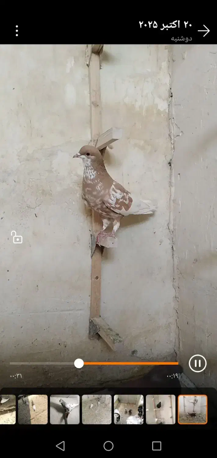 جفت خوش رنگ بدون عیب|پرنده|مرودشت, ابوذر شمالی‎|دیوار