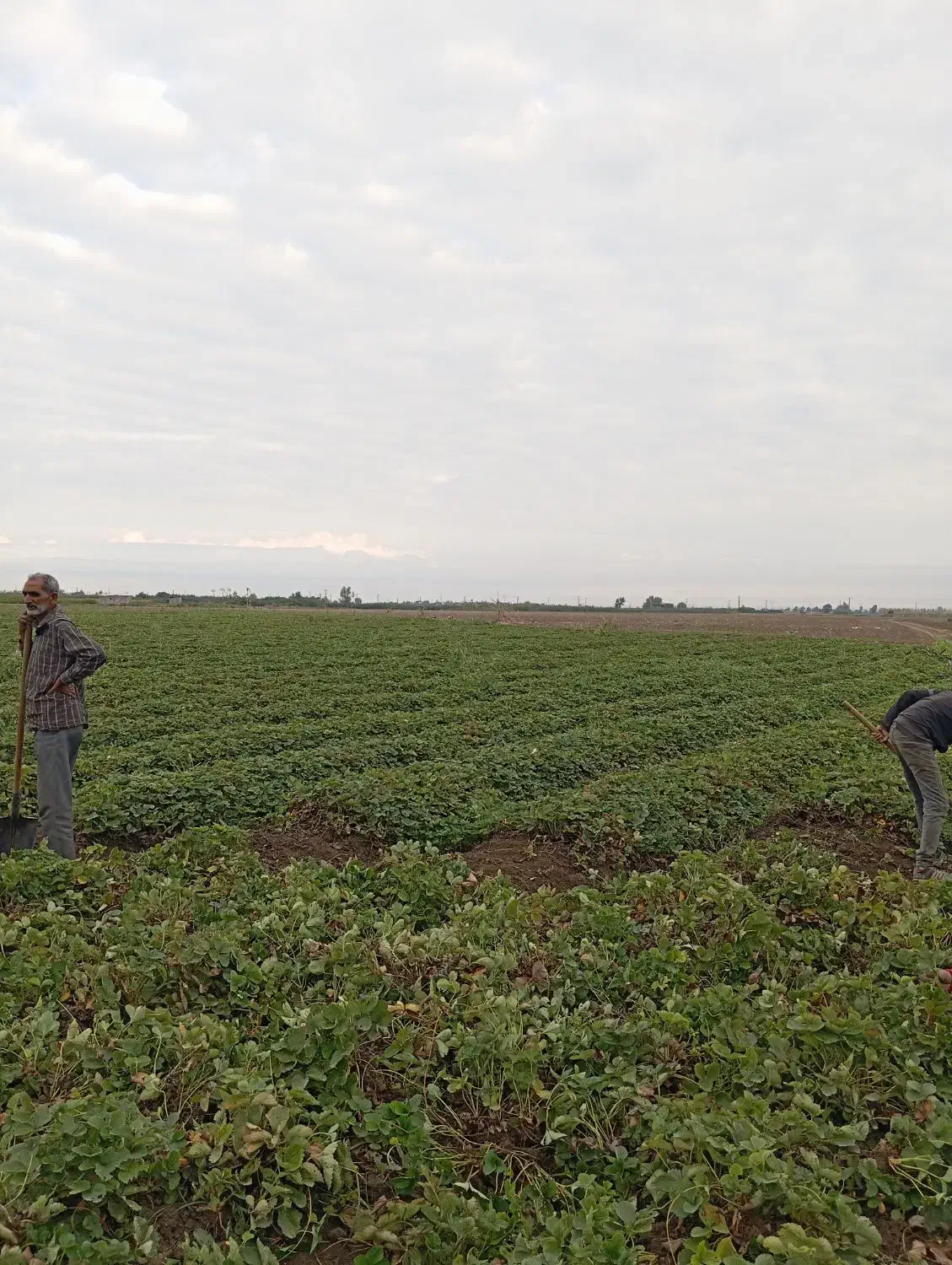 نی 20میلیون|عمده‌فروشی|خان ببین, |دیوار