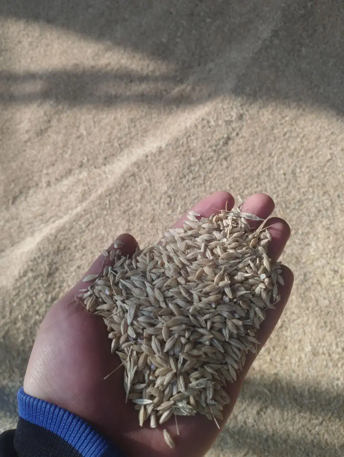 جو.|لوازم جانبی حیوانات|خواجه, |دیوار