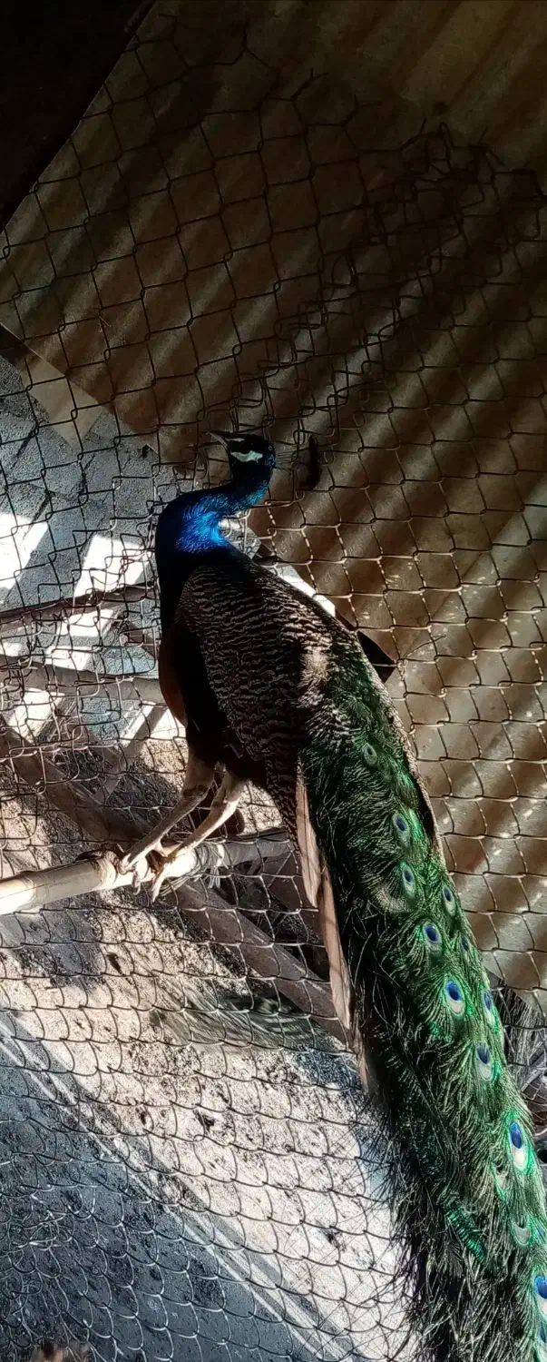 فروش طاووس های هندی|پرنده|قائم‌شهر, |دیوار