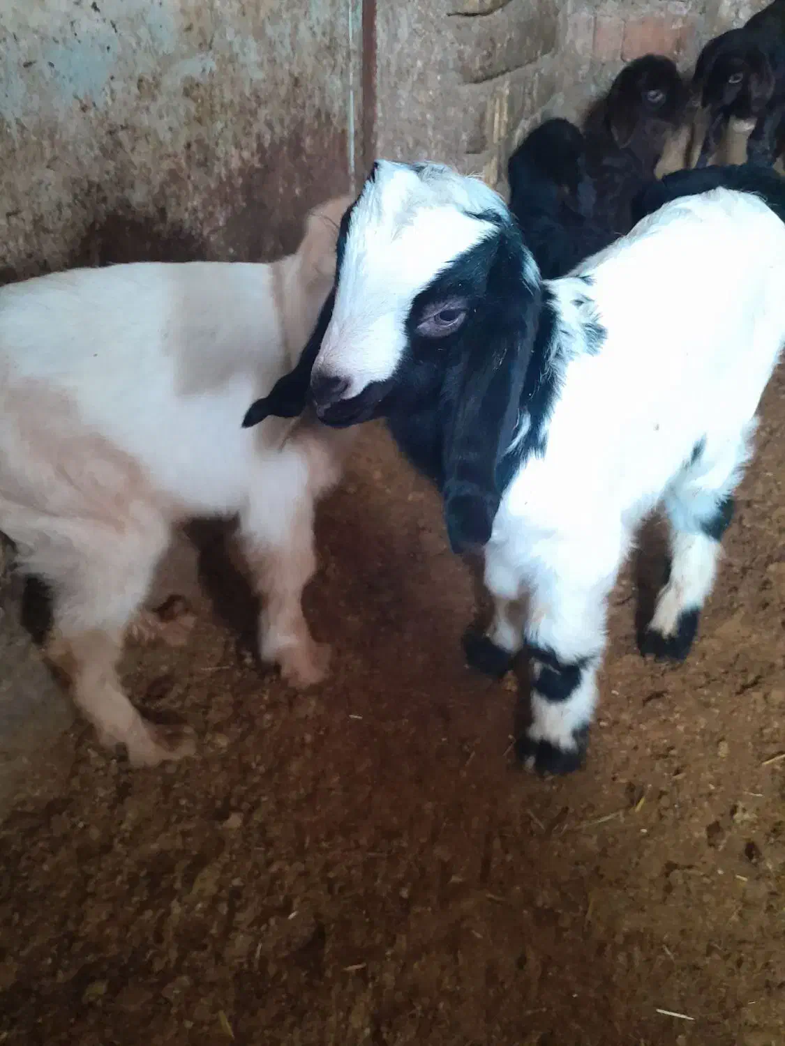 ۲عددبزگاله|حیوانات مزرعه|قره پشتلو, |دیوار