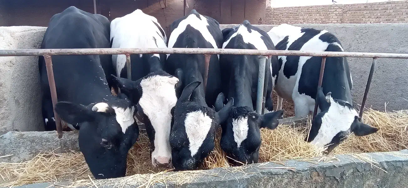 گاو ابستن سنگین|حیوانات مزرعه|بشاریات, |دیوار