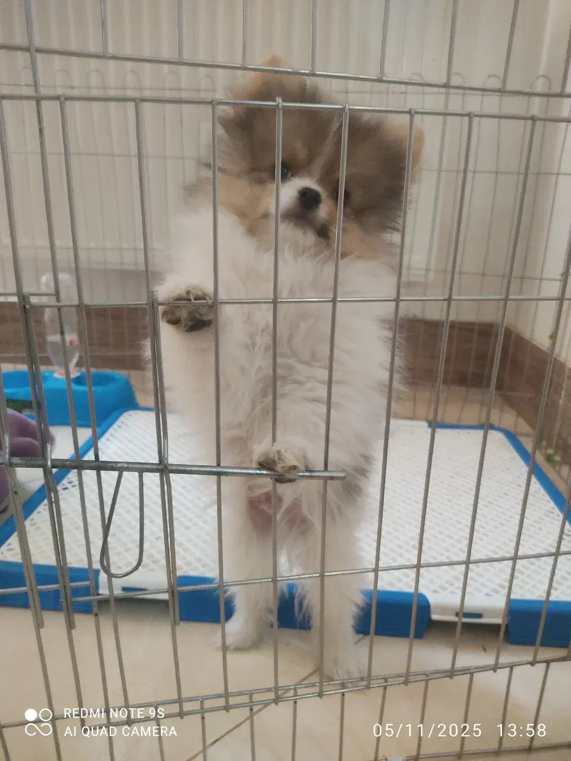 فروش توله سگ پامر خرسی یا معاوضه|سگ|برخوار, |دیوار