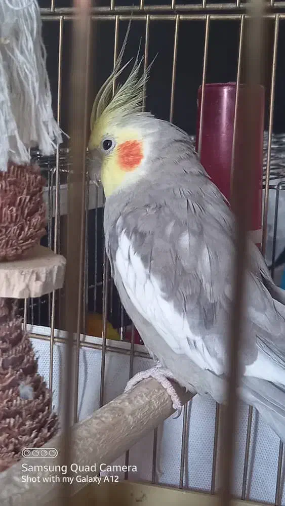 یک عدد عروس هلندی|پرنده|قم, انسجام|دیوار