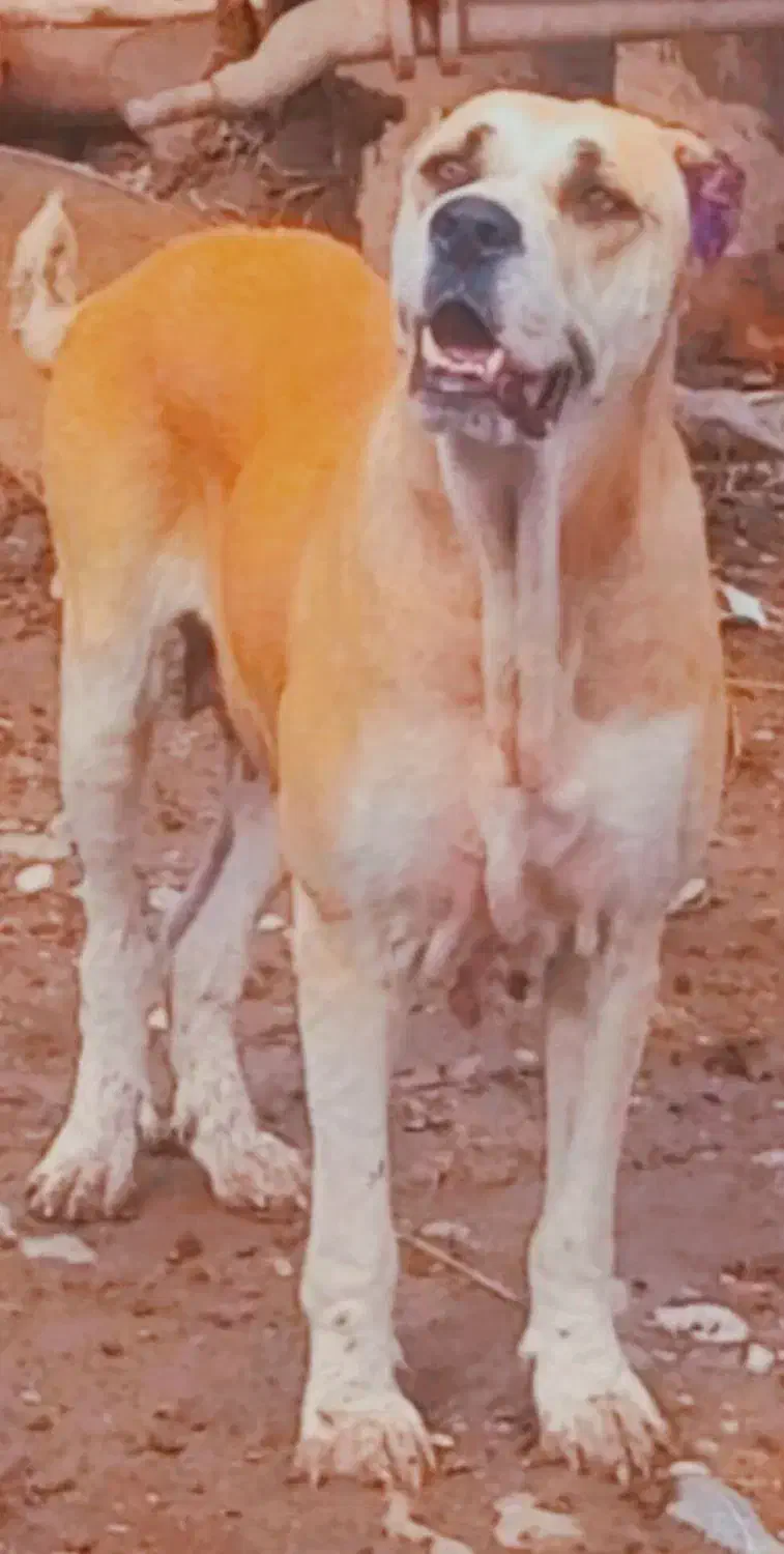 سگ ماده|سگ|علی‌آباد کتول, |دیوار